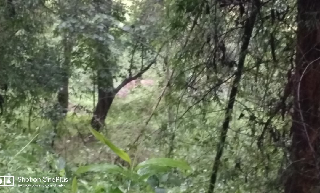 Forest Inn Tree House主图