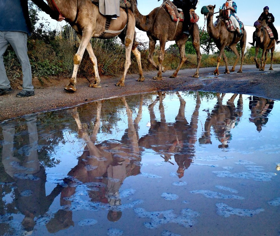 Savran Camel Safari景点图片