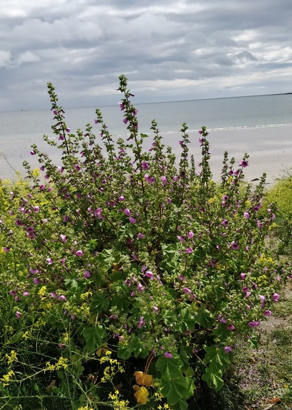 Cloughey Bay Beach景点图片