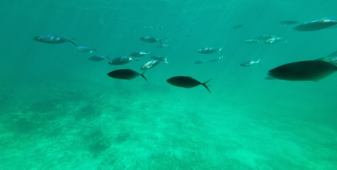 Seaworld Explorer-拿骚必去景点