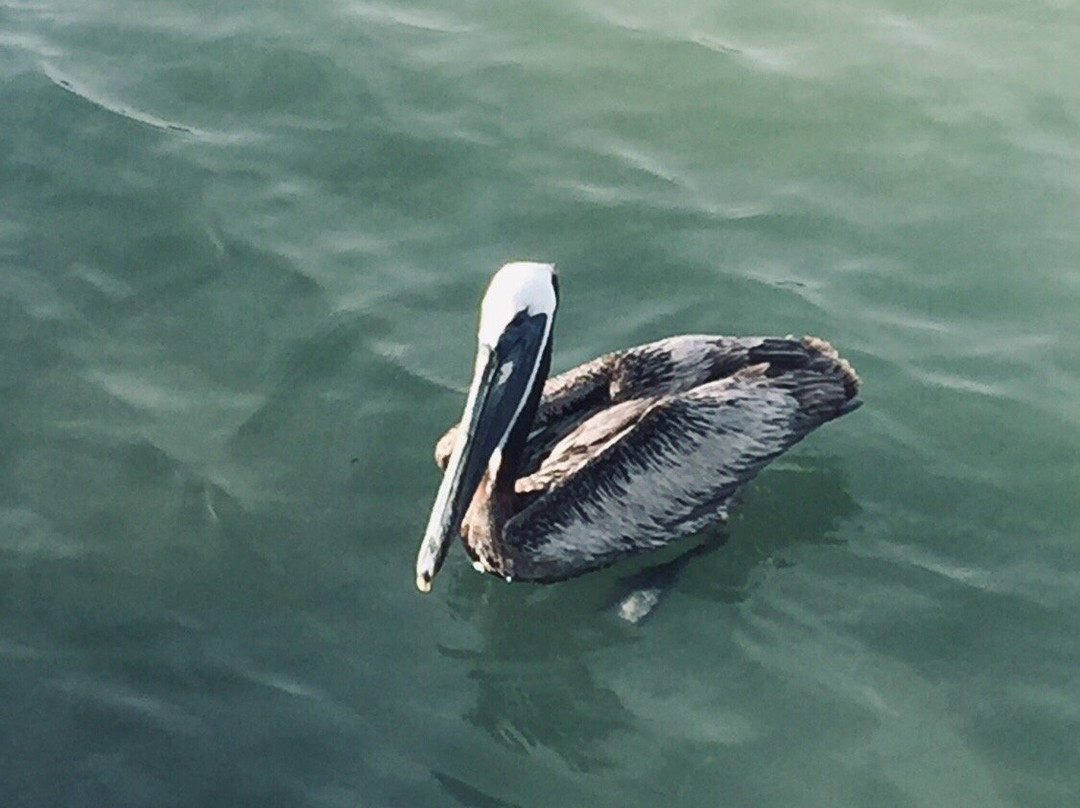 Hart's Landing-萨拉索塔必去景点