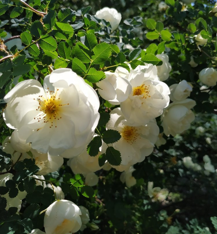Zaporizhzhya City Children Botanic Gardens-Zaporizhzhya必去景点