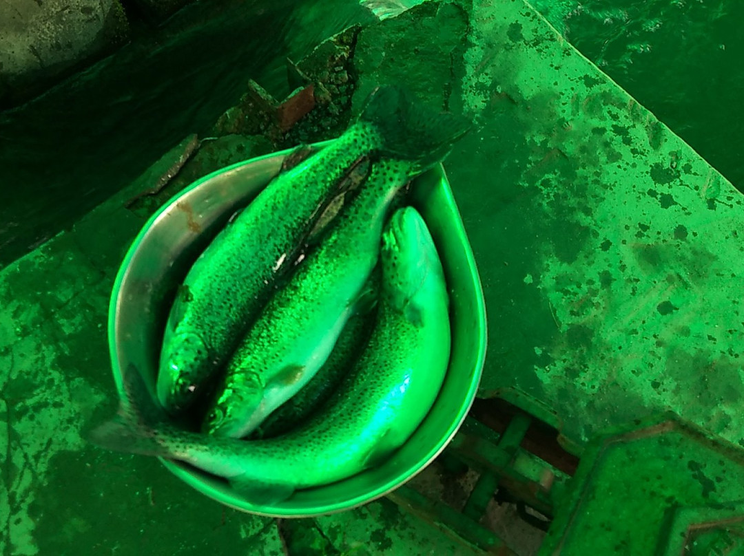 Trout Farm-Sangla必去景点