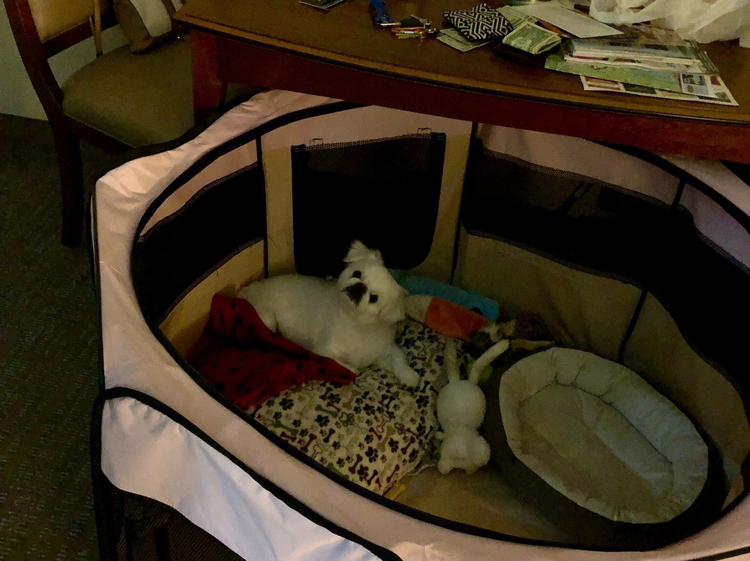 Residence Inn by Marriott Charleston Mt. Pleasant主图