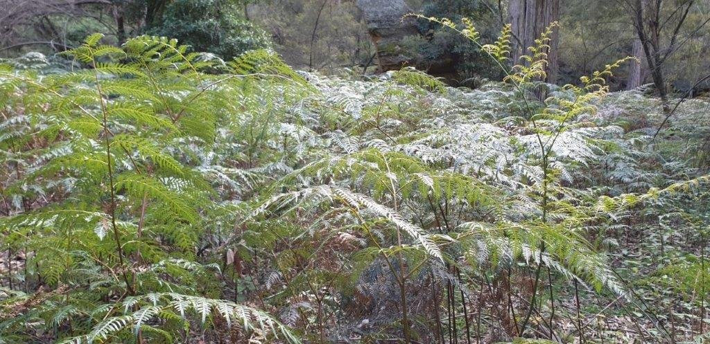 Ferntree Gully-Rylstone必去景点