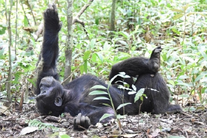 Range Land Safaris Limited-坎帕拉必去景点