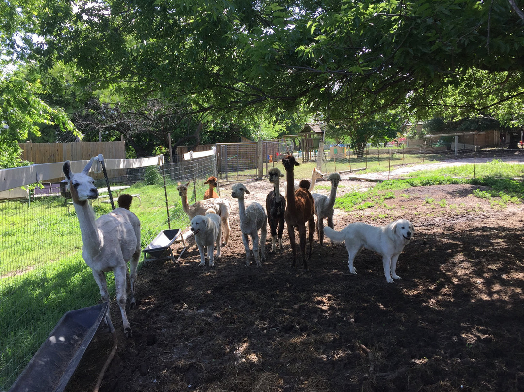 Old Irish Inn / Alpaca Inn主图