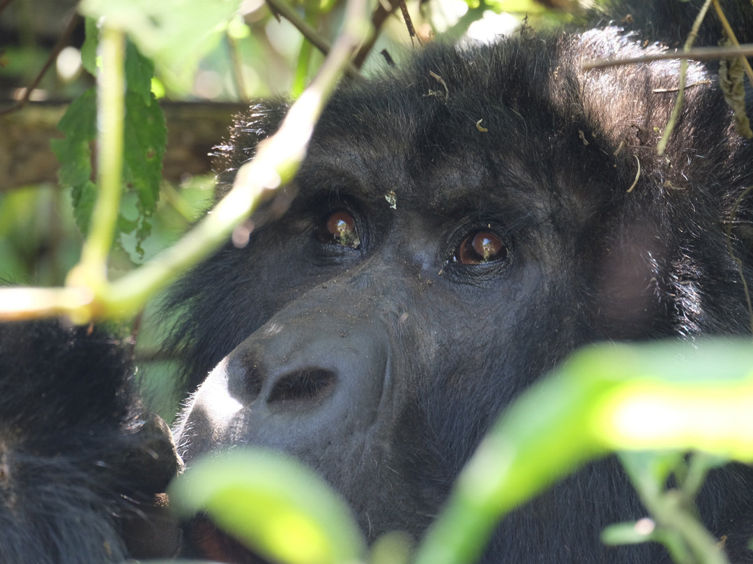 Augustine Tours Ltd-布松布拉必去景点