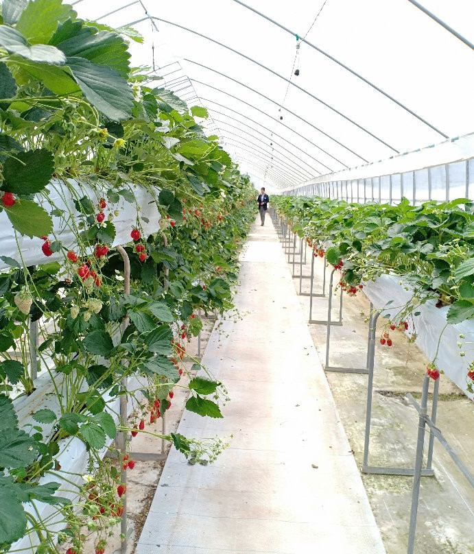 Tado Green Farm-桑名市必去景点
