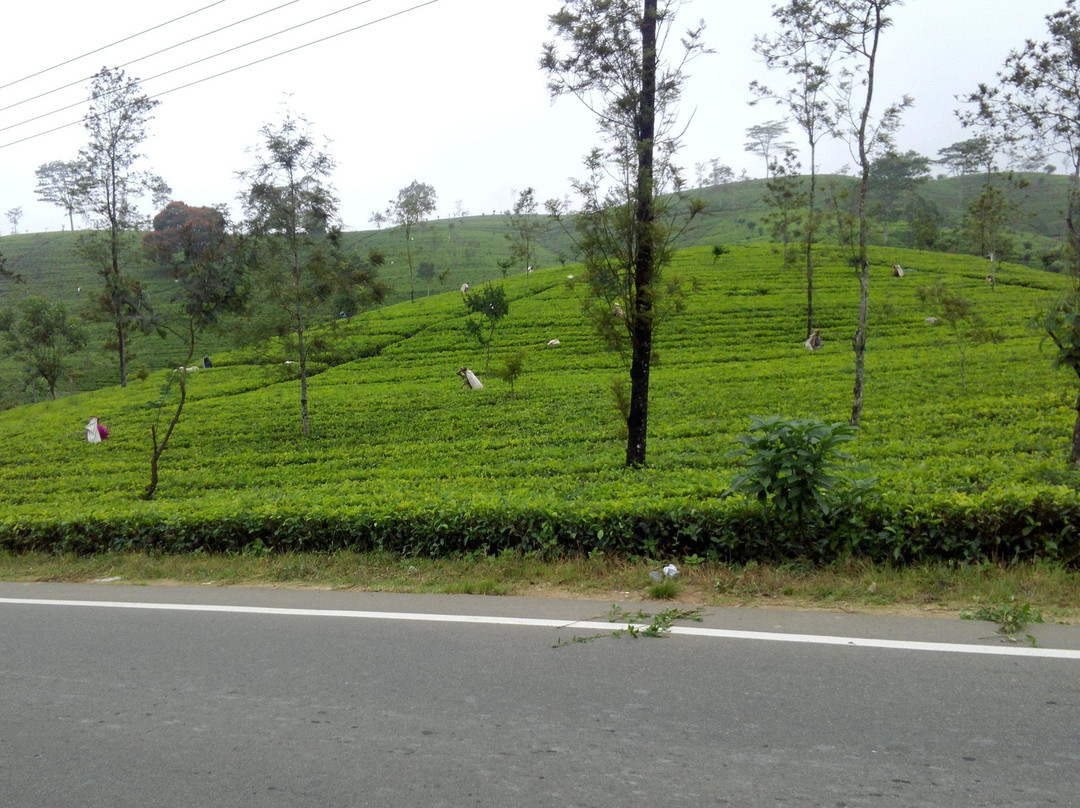 Leisure Lanka Tours景点图片