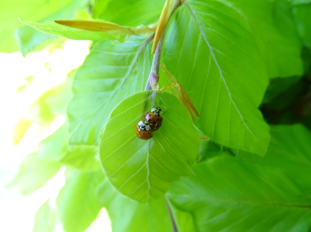Natuurpark Egmonderhout景点图片