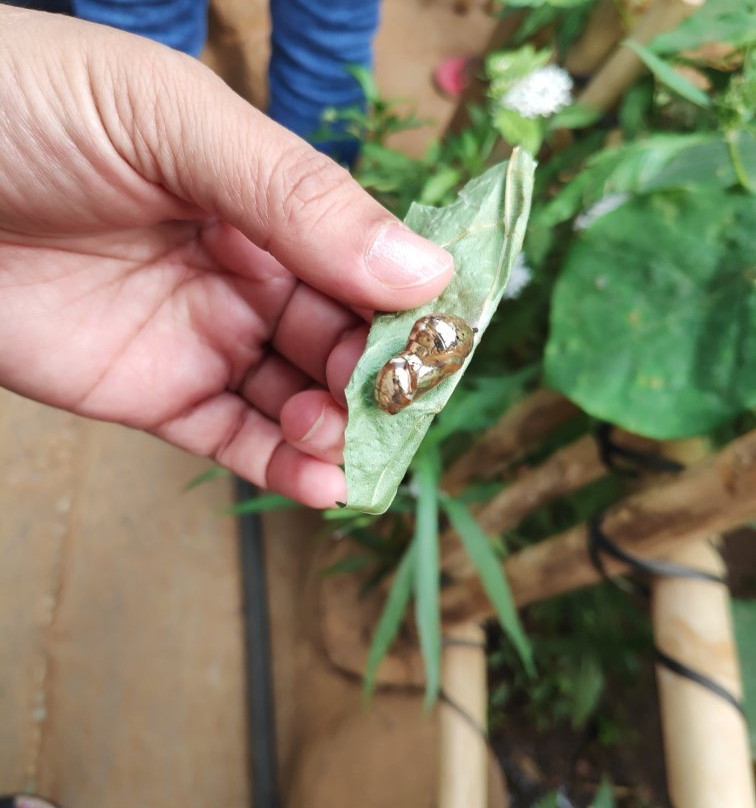 Butterfly Park-班加罗尔必去景点