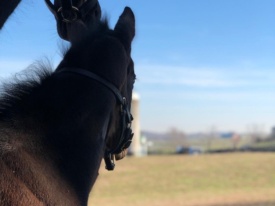 Keene Ridge Farm-列克星敦必去景点