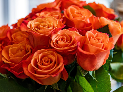 Flowers by EA-普罗维登西亚莱斯必去景点