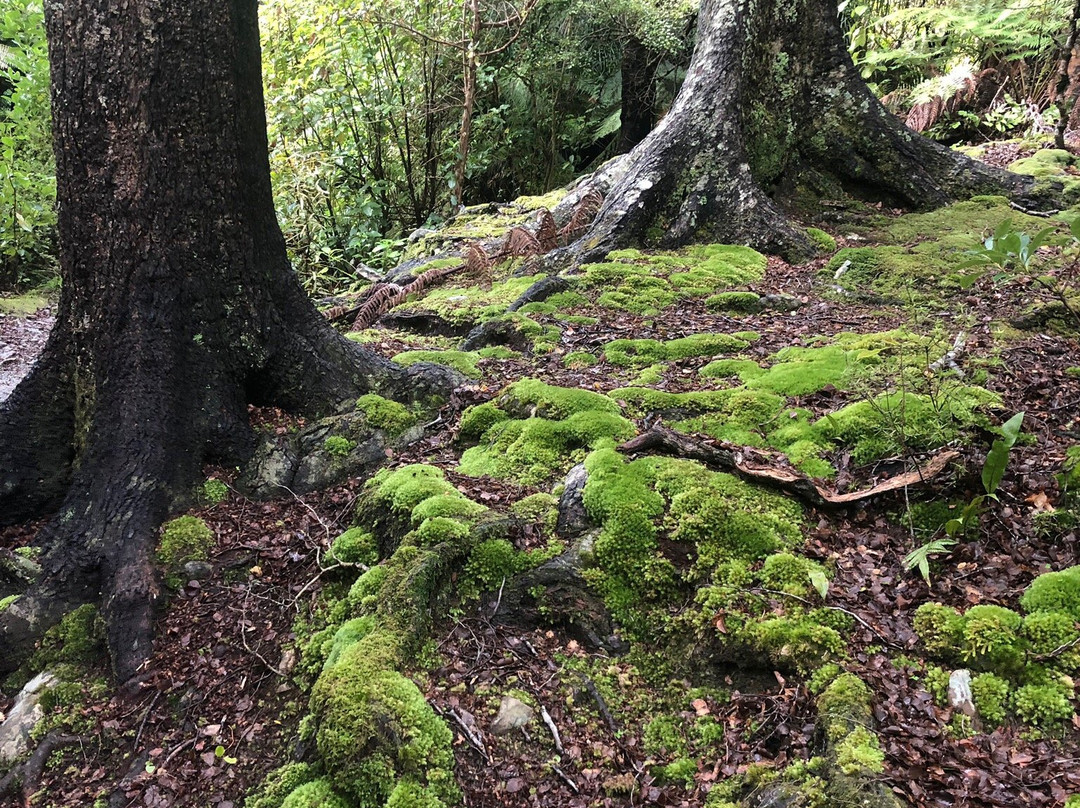 Orongorongo Track景点图片