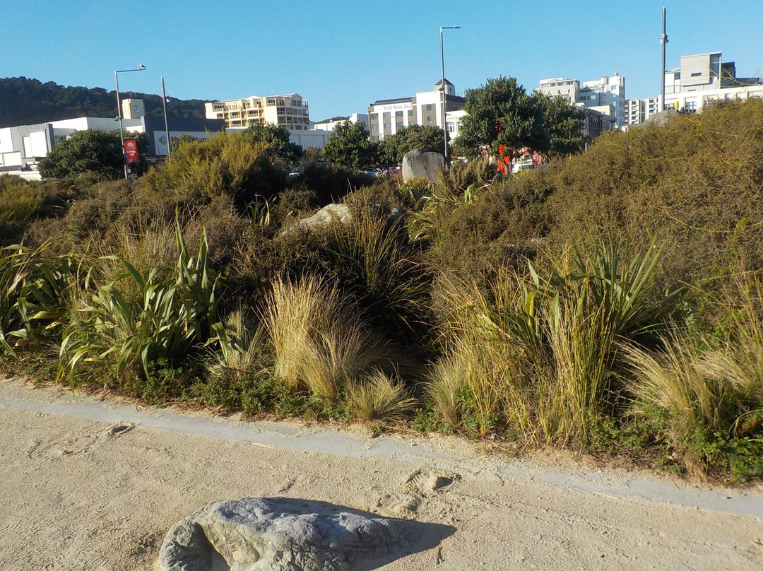 Waitangi Park-惠灵顿必去景点