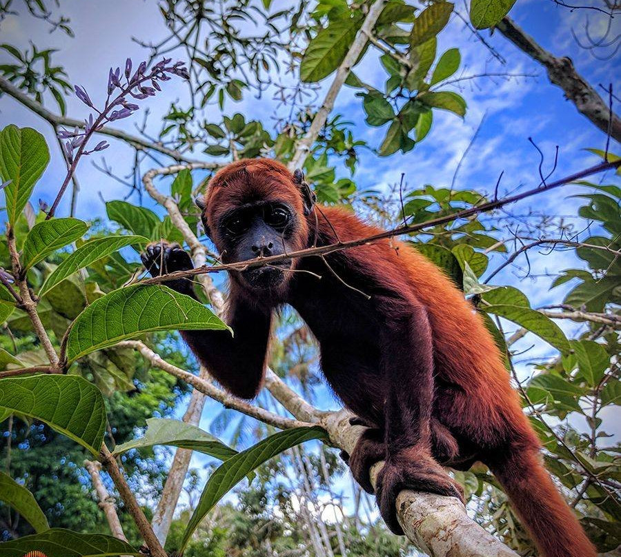 Amazon Fronteras Jungle Tours景点图片