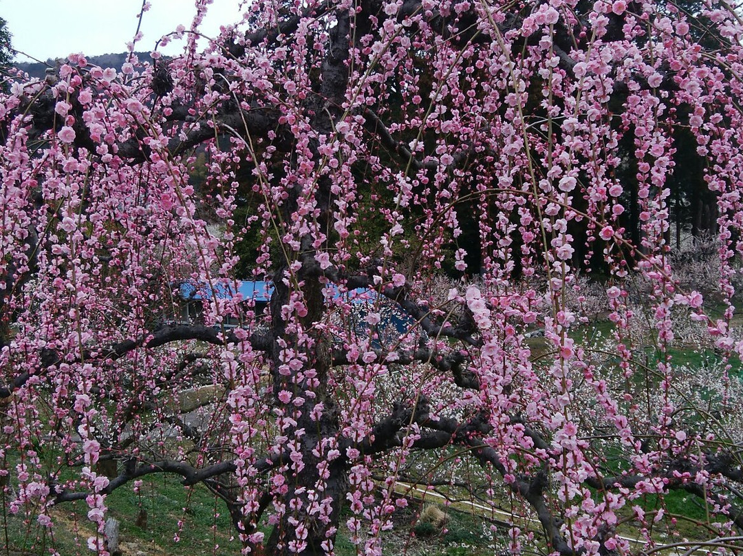 越生町旅游景点-Miyazaki Farm