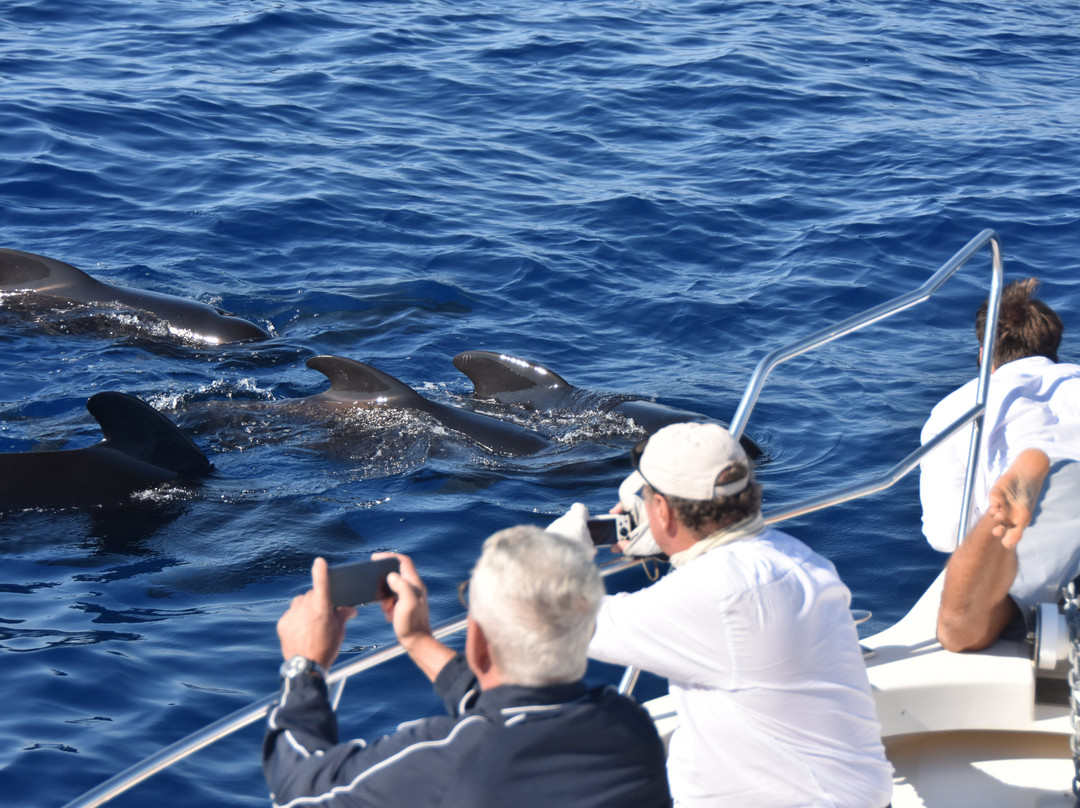 Whale Watching景点图片