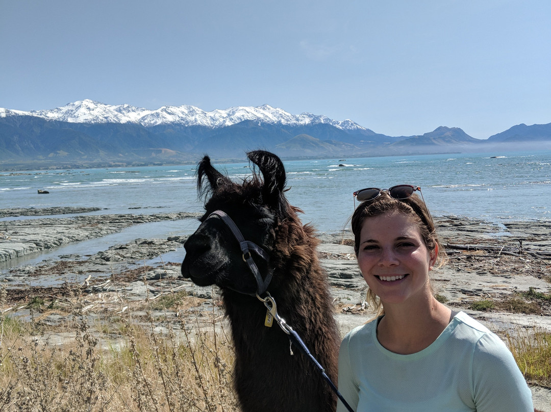 Kaikoura Llama Trekking景点图片