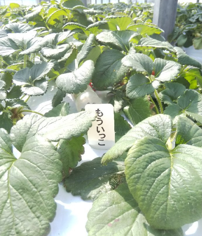 Takanashi Farm-大多喜町必去景点