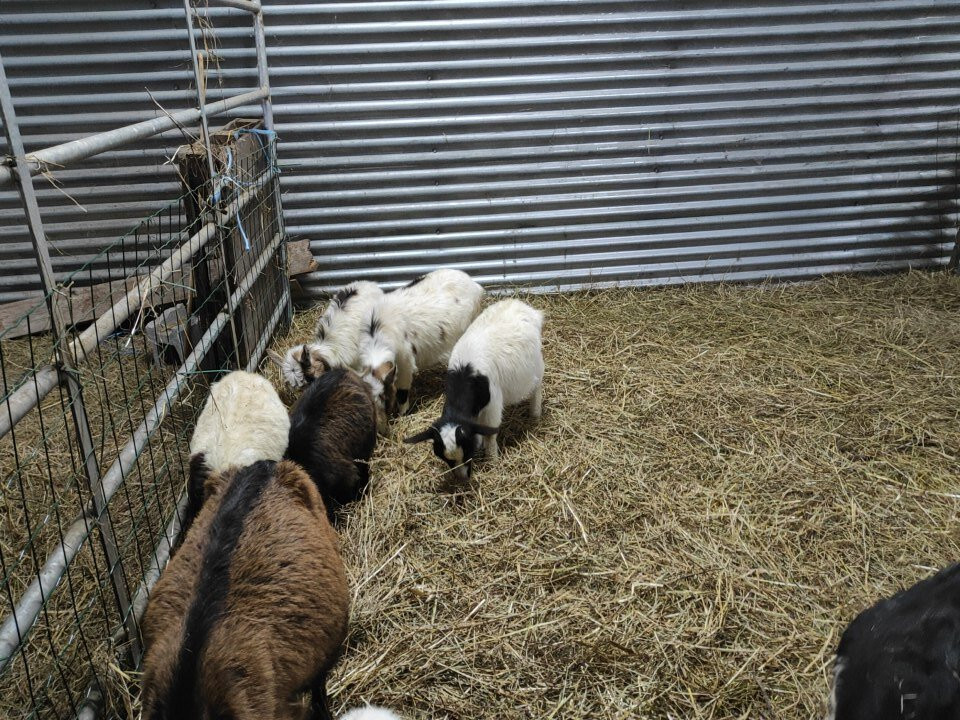 Nucleo Zoologico Tuernes El Pequeño-Llanera Municipality必去景点
