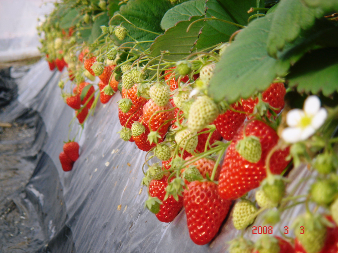 Watanabe Strawberry Farm景点图片
