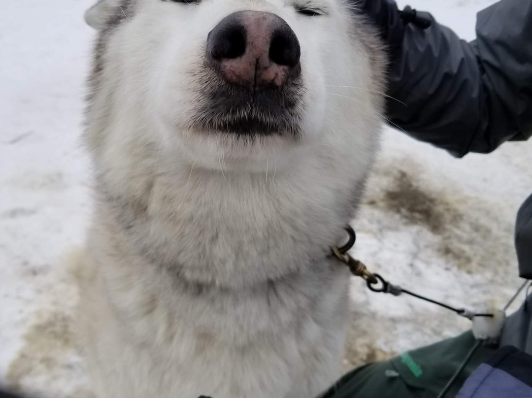 Braeburn Siberians-Windsor必去景点