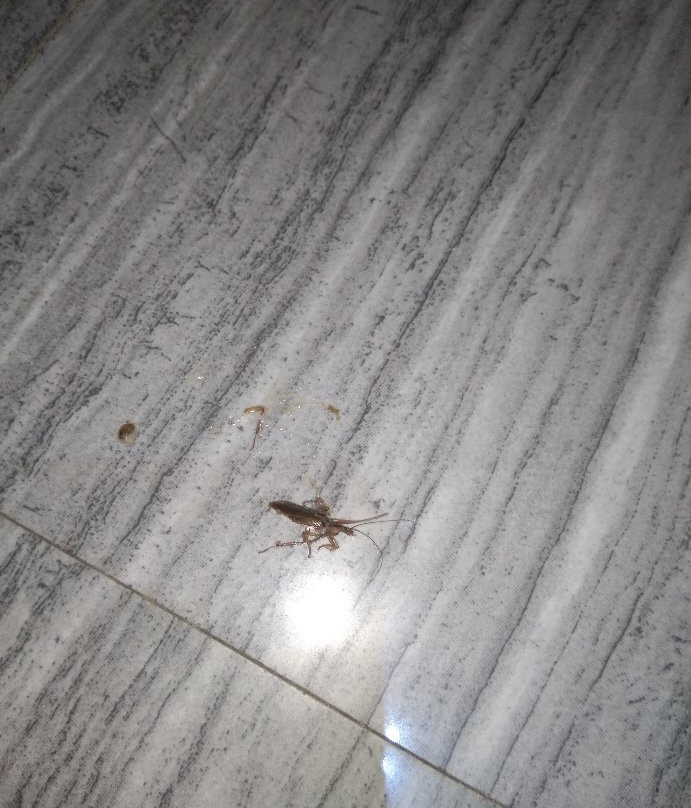 Zanrock Micro Hotel and Orlando's Resto Bar主图