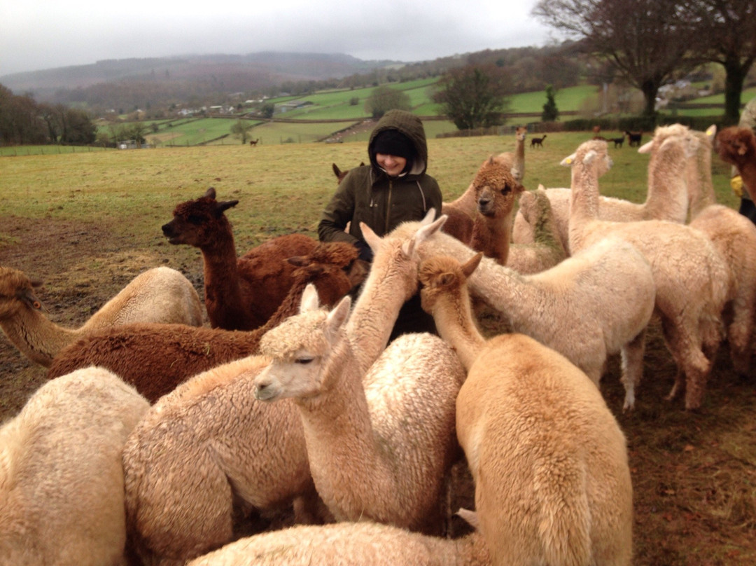 Amazing Alpacas景点图片