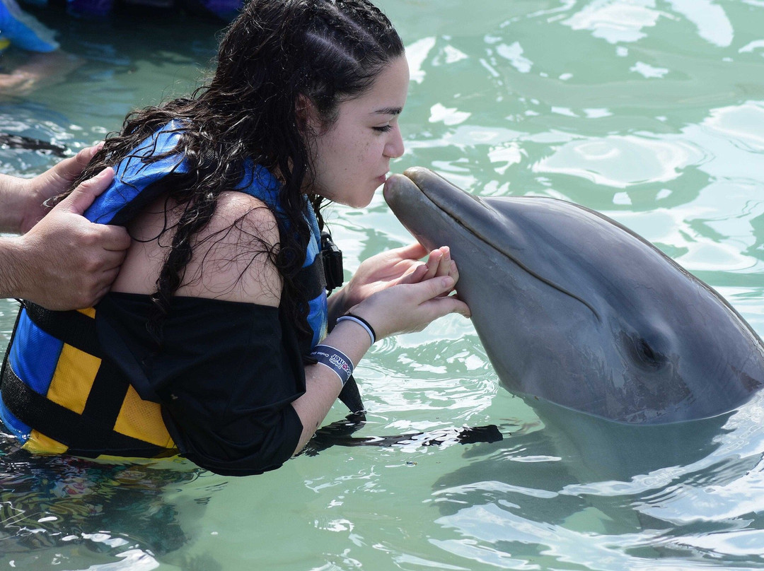 Dolphin Discovery Costa Maya景点图片