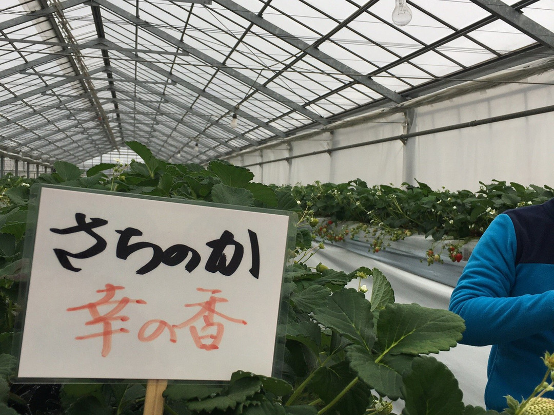 Midorikawa Strawberry Farm-山武市必去景点