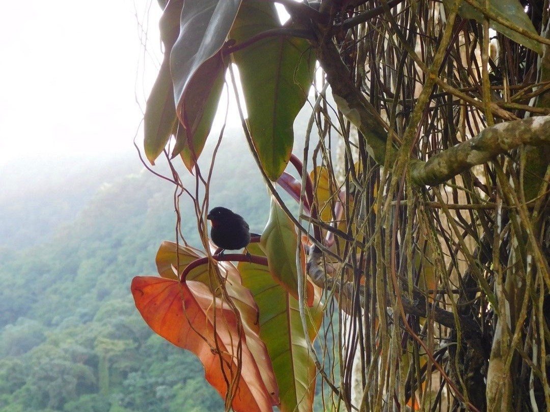 Jardin de Balata-法兰西堡必去景点