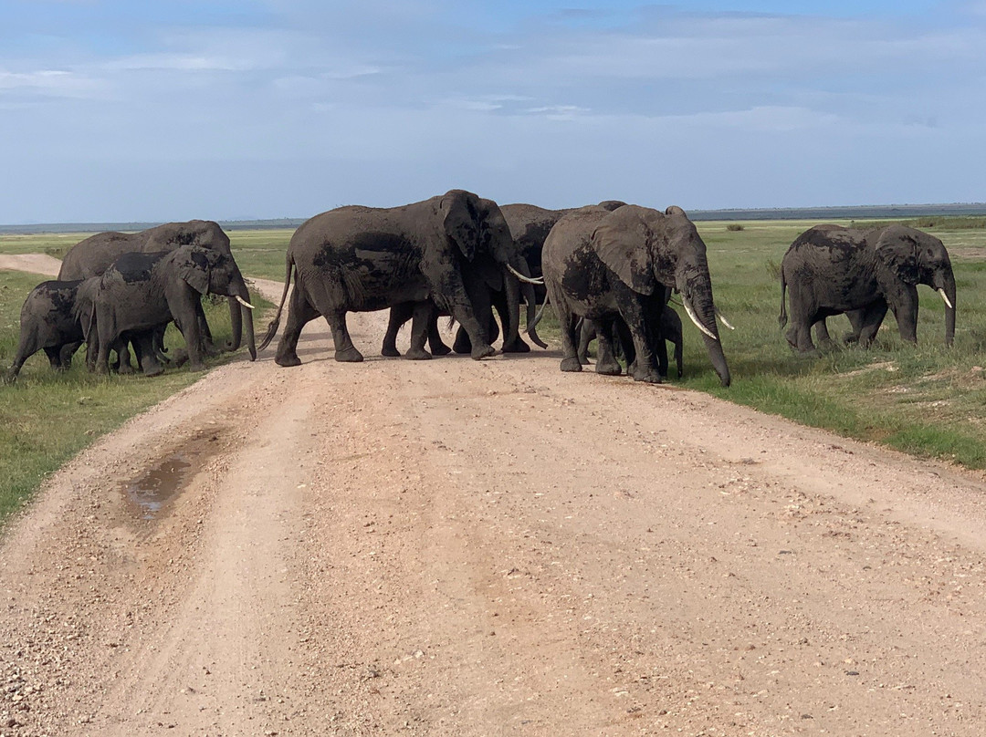 Eddie's Safari Kenya-蒙巴萨必去景点