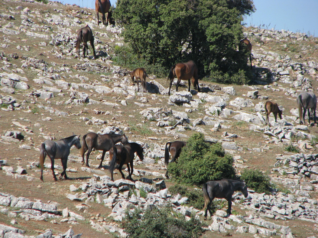 yeguada de domingo chinchilla * stud of domingo chinchilla-Algarinejo必去景点