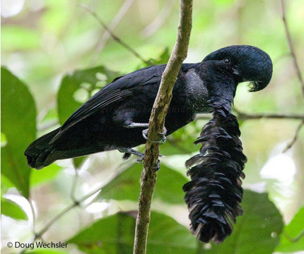 Colibrí Tours - El Oro-Pinas必去景点