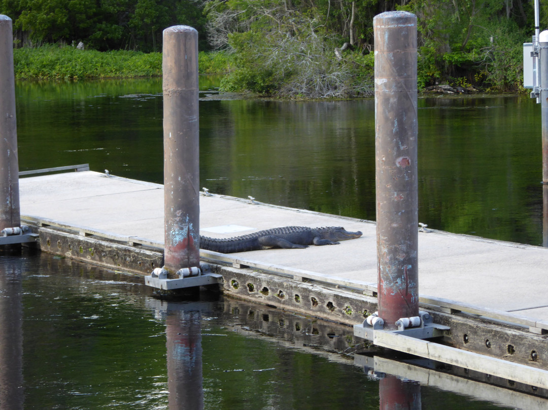 The Lodge at Wakulla Springs主图