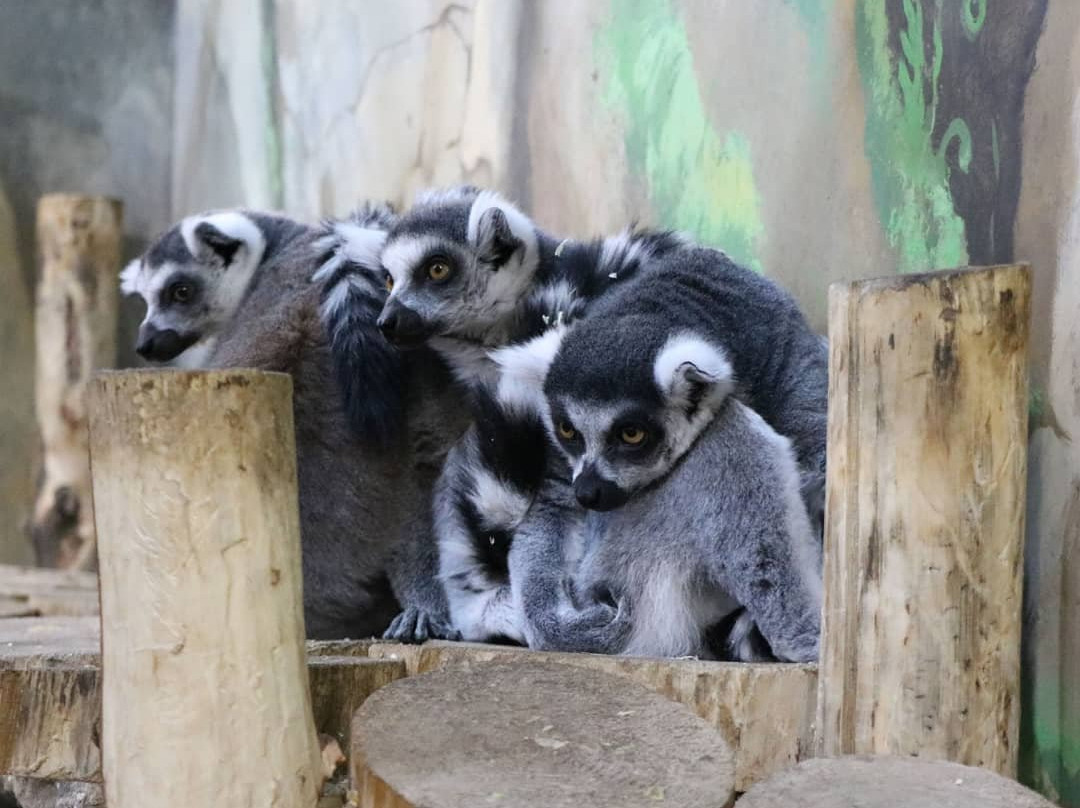Multizoo Petting Zoo-Zhytomyr必去景点