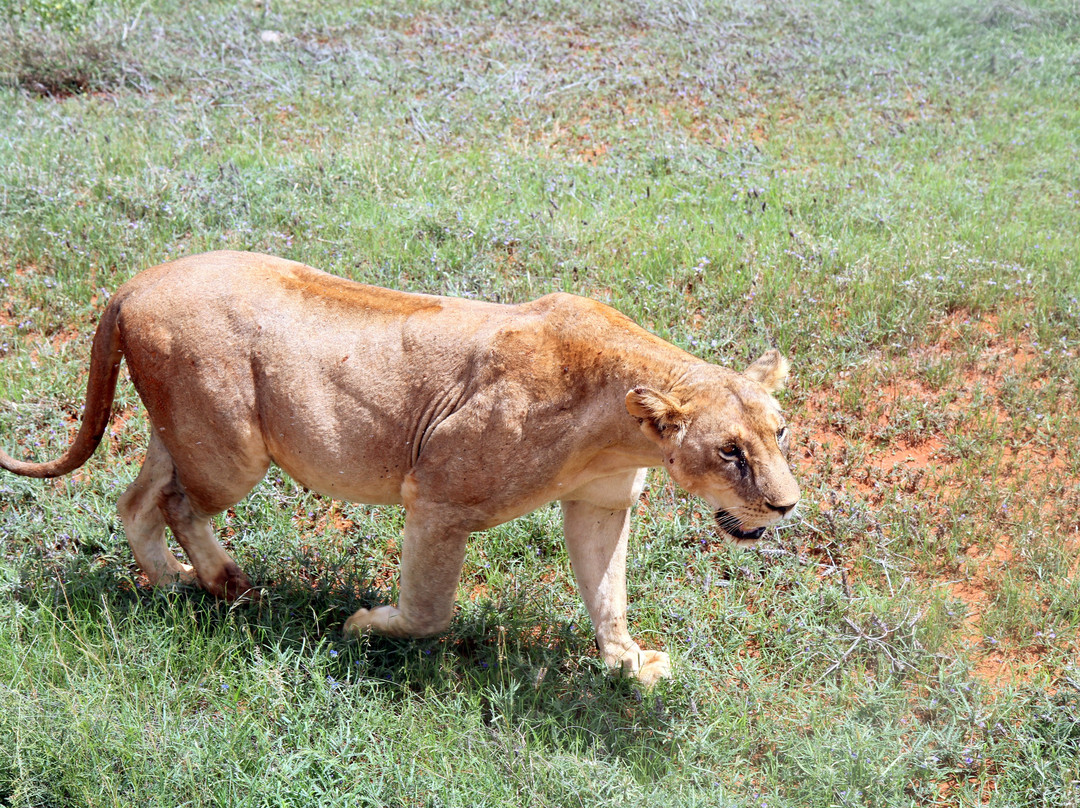 Dream Kenya Safaris-迪亚尼必去景点
