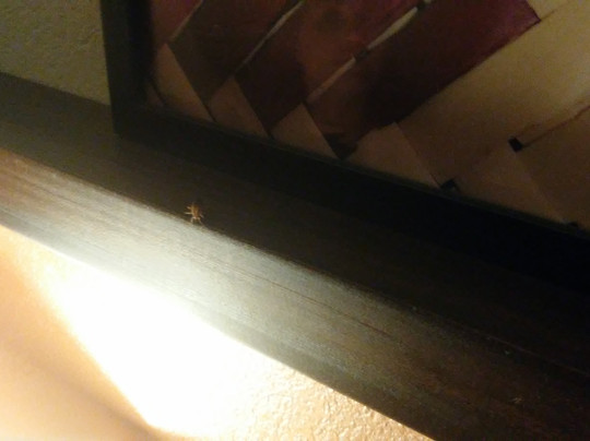 Golden Moon Hotel & Casino pool主图