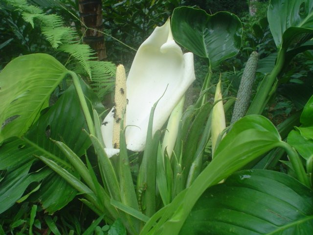 EcoLodge "La Bonita"主图