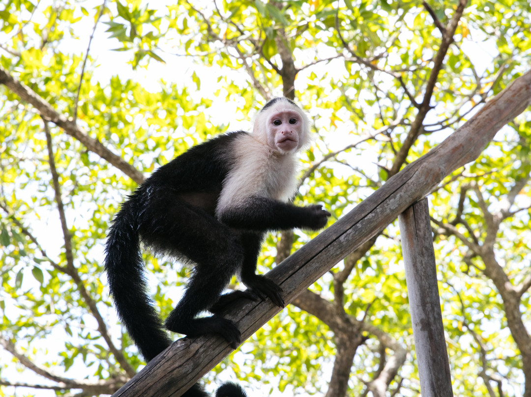 Monkey Island Bocas景点图片