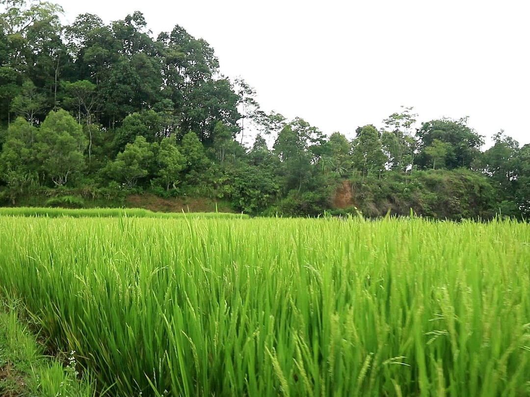 Tajur Village景点图片