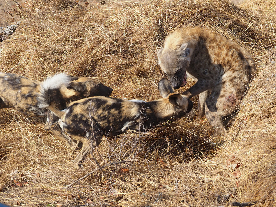 Safari With Us - Day Tours景点图片