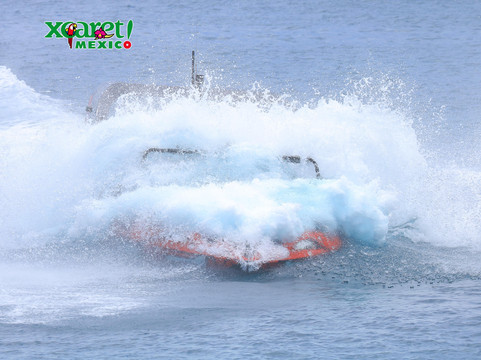 Cancun Whale Shark Tours-坎昆必去景点