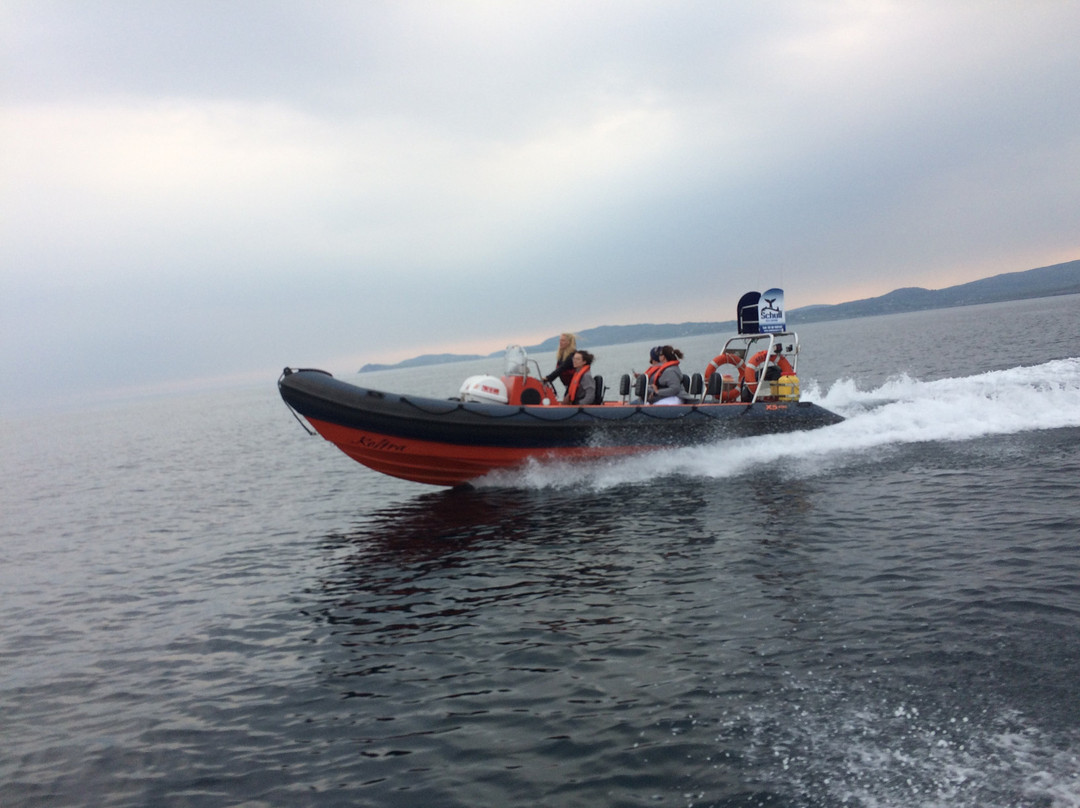 Schull Sea Safari-Schull必去景点