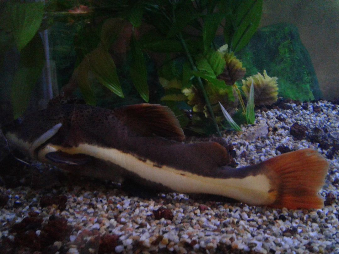 Zoo Acquario di Imola-伊莫拉必去景点