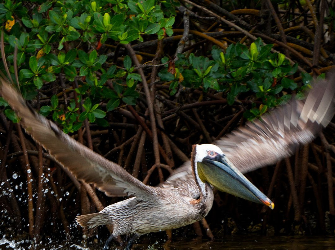 Osprey Bay Outdoors-克利尔沃特必去景点