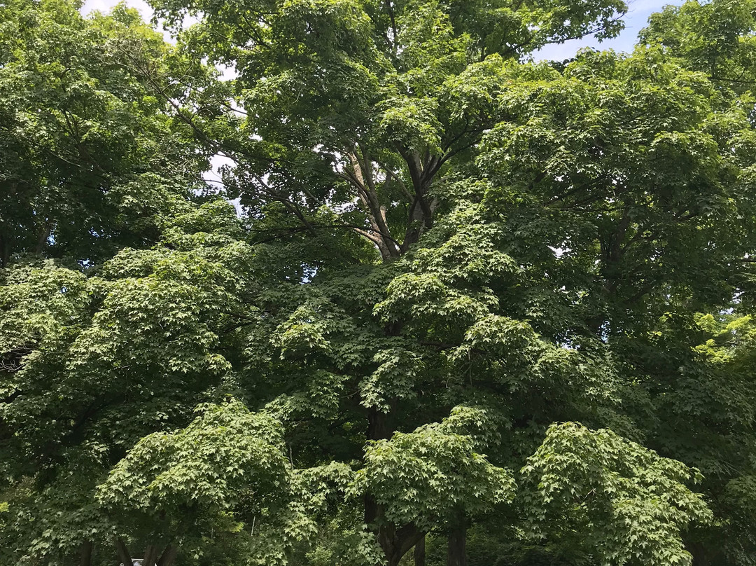 Englewood Metro Park-Vandalia必去景点