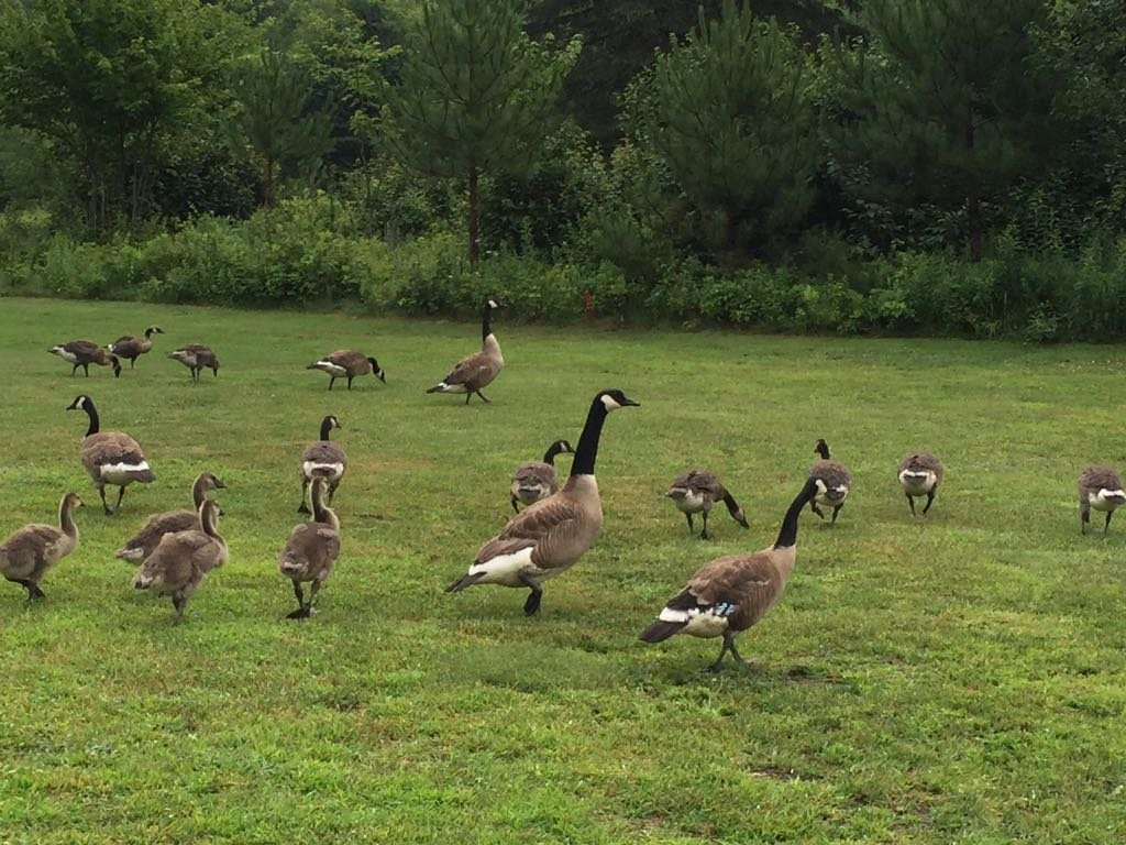 La Bête Golf Course-塔伯拉山必去景点